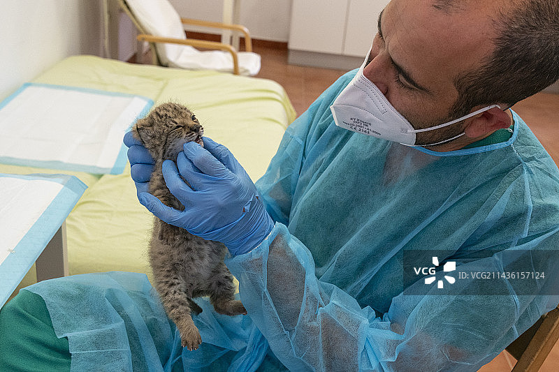 伊比利亚猞猁幼崽育种中心协调员安东尼奥·里瓦斯·萨尔瓦多在育雏室检查一只25天大的伊比利亚猞猁幼崽（西班牙安达卢西亚多南那国家公园）图片素材