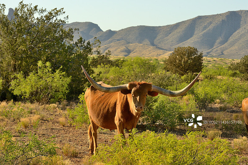 长角牛，美国亚利桑那州东南部图片素材
