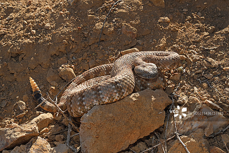 中央东加利福尼亚州，内华达州西南部帕纳明响尾蛇图片素材