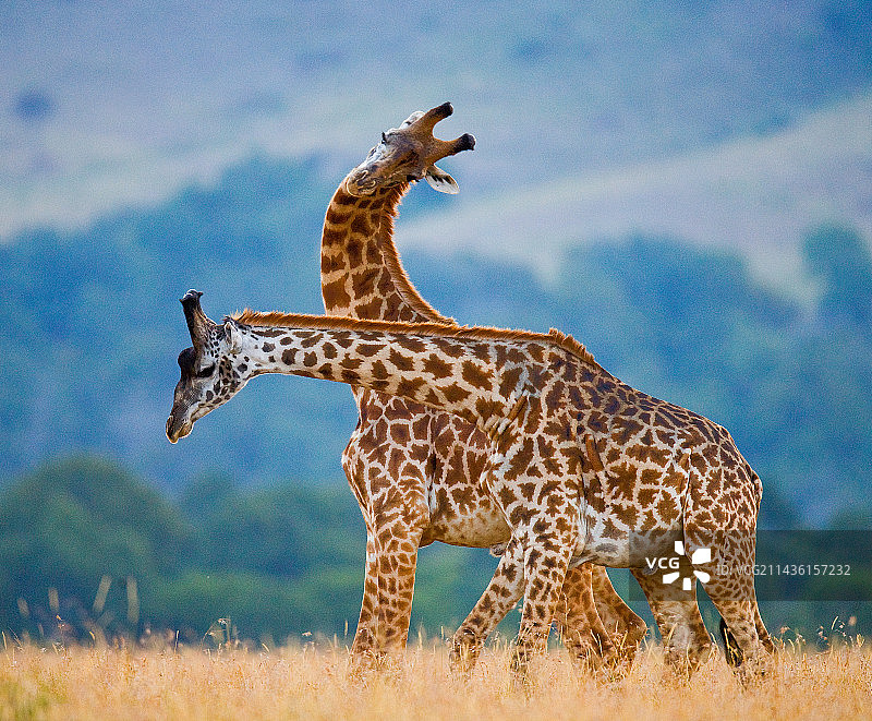 两只长颈鹿（Giraffa camelopardalis tippelskirchi）在稀树草原上互相争斗，肯尼亚，坦桑尼亚，东非图片素材
