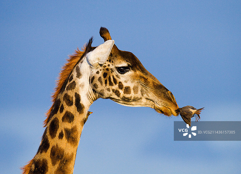 长颈鹿与牛椋鸟的肖像，肯尼亚，坦桑尼亚，东非图片素材