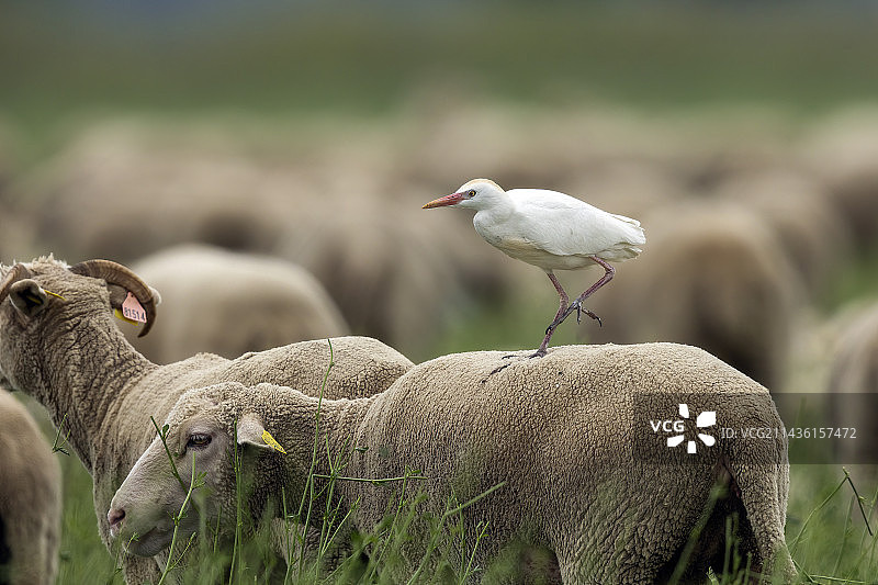 在法国普罗旺斯，牛背鹭（Bubulcus ibis）行走在羊背上图片素材