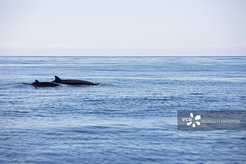 母子对，真喙鲸（Mesoplodon mirus），在水面游泳，亚速尔群岛，葡萄牙，大西洋图片素材