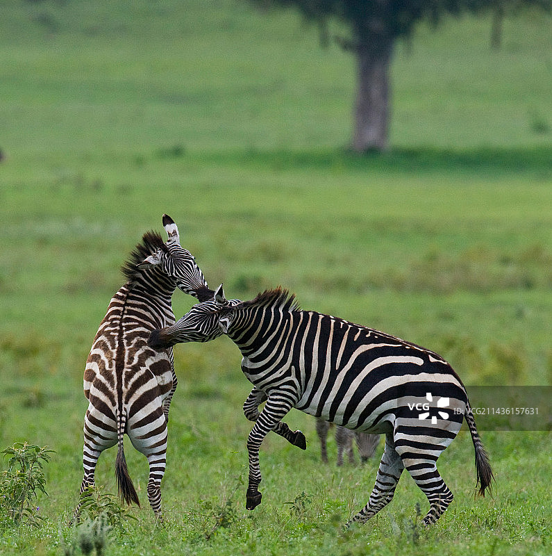 两只斑马（Equus quagga）在嬉戏。肯尼亚。坦桑尼亚。国家公园。塞伦盖蒂。马赛马拉。图片素材