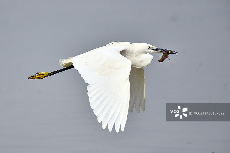 小白鹭在西班牙捕捉小龙虾图片素材