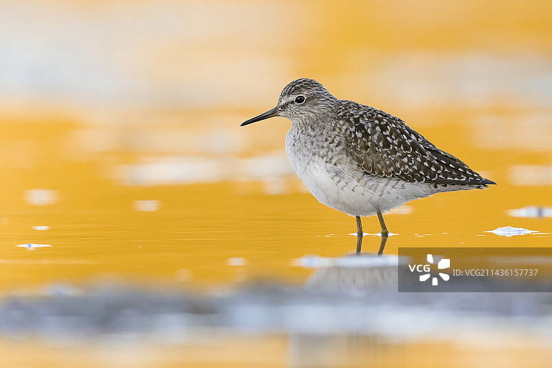 林鹬，成鸟站在水中，意大利坎帕尼亚图片素材
