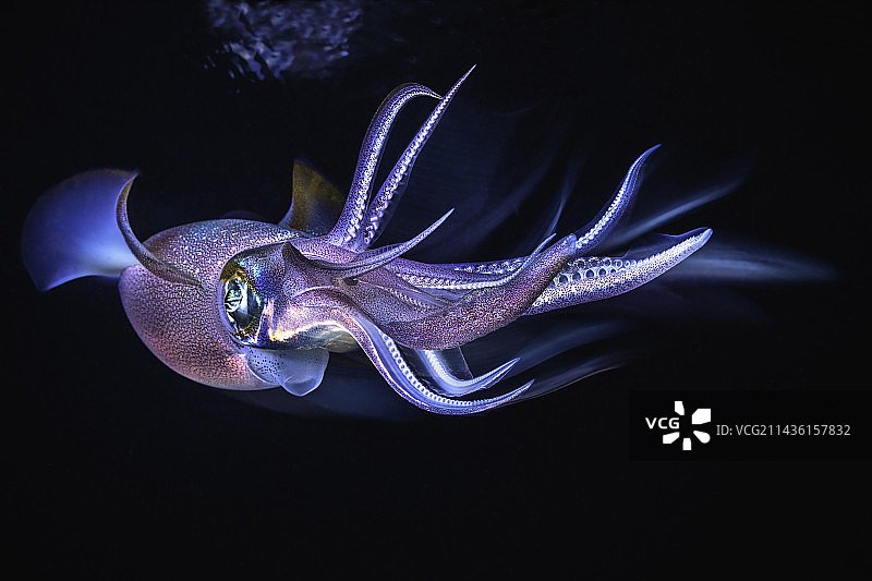 莱岛大鳍后乌贼图片素材