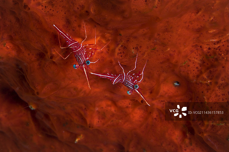 杜尔巴半钩虾在红色海绵上，马约特图片素材