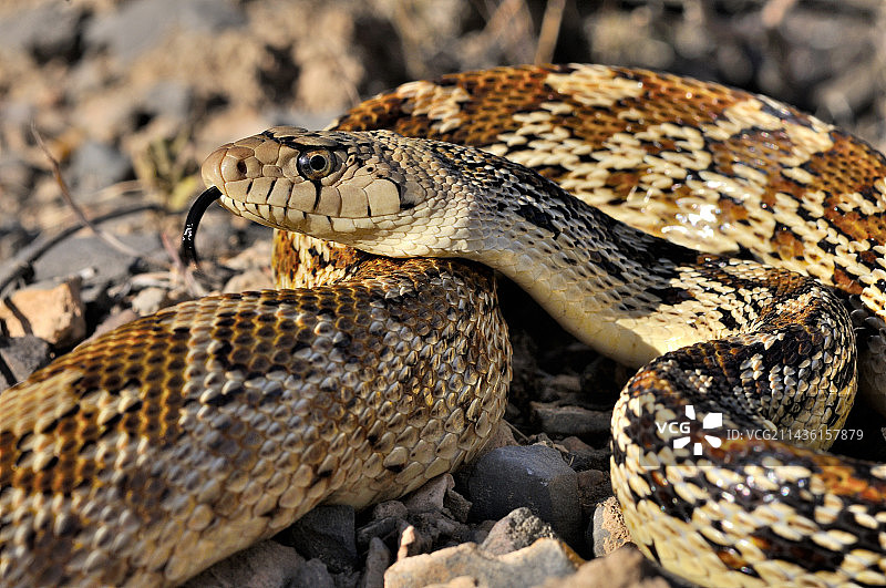 索诺兰地鼠蛇（亚种），索诺兰沙漠图片素材