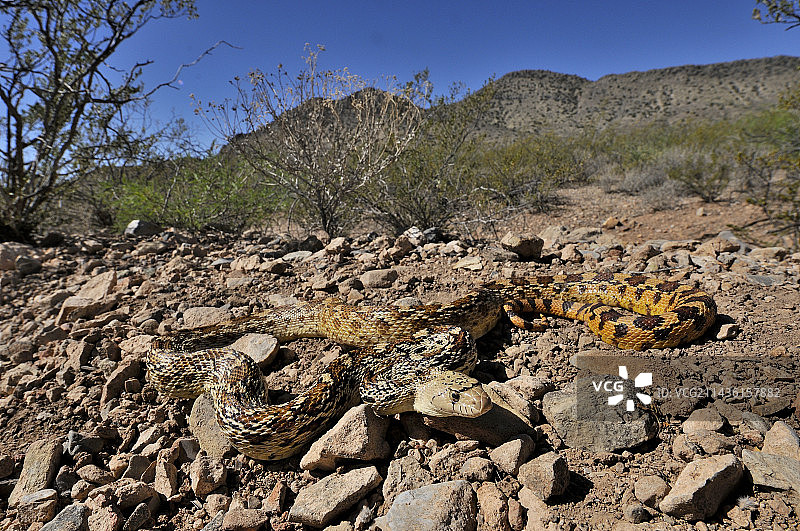 索诺兰地鼠蛇（亚种），索诺兰沙漠图片素材