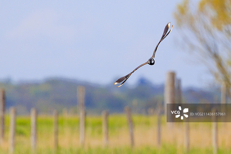 在法国旺代沼泽地飞行的凤头麦鸡图片素材