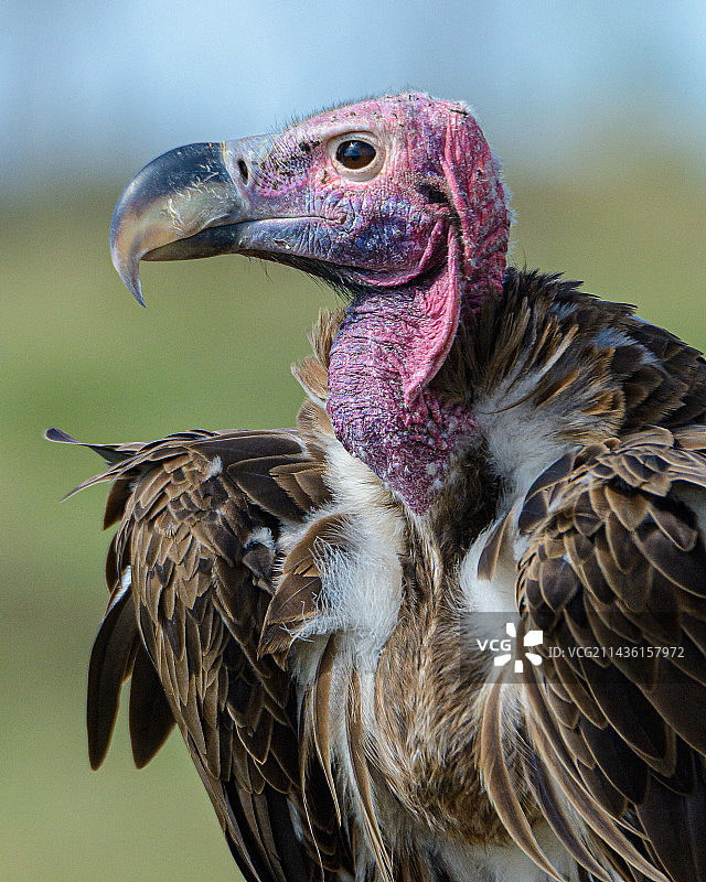 努比亚秃鹫（Torgos tracheliotos），坦桑尼亚塞伦盖蒂国家公园图片素材