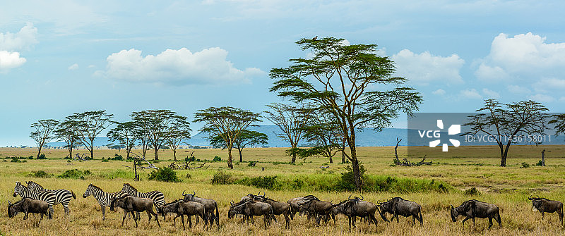 发烧树、平原斑马和蓝角马，塞伦盖蒂国家公园，坦桑尼亚图片素材