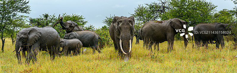 雨中非洲草原象群，塞伦盖蒂国家公园，坦桑尼亚图片素材