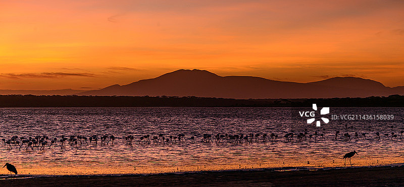 恩杜图湖中的大红鹳，背景是莱马格鲁特山，坦桑尼亚恩戈罗恩戈罗保护区图片素材