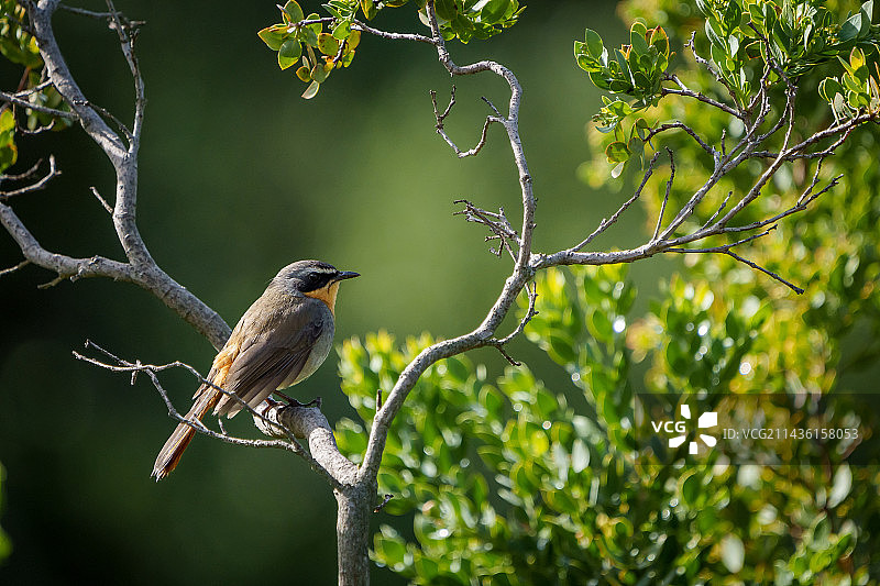南非开普敦知更雀图片素材