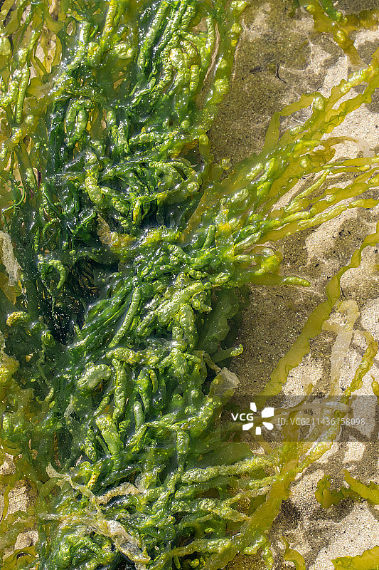 法国科多尔省潮间池中的肠浒苔图片素材
