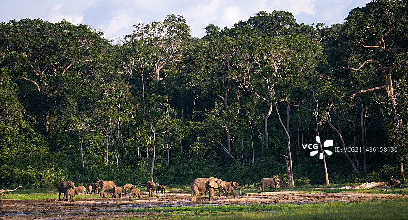 刚果共和国森林中的非洲森林象群图片素材