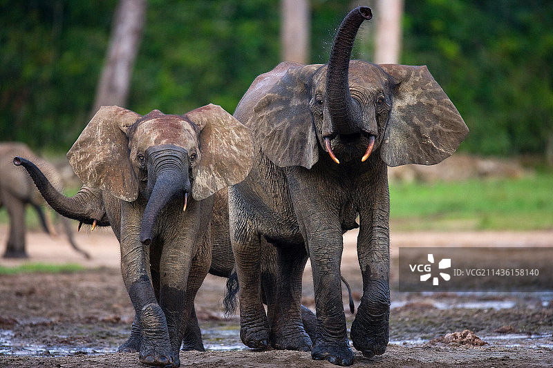 非洲森林象（学名：Loxodonta cyclotis）在刚果共和国扎anga-桑加特别保护区森林边缘图片素材