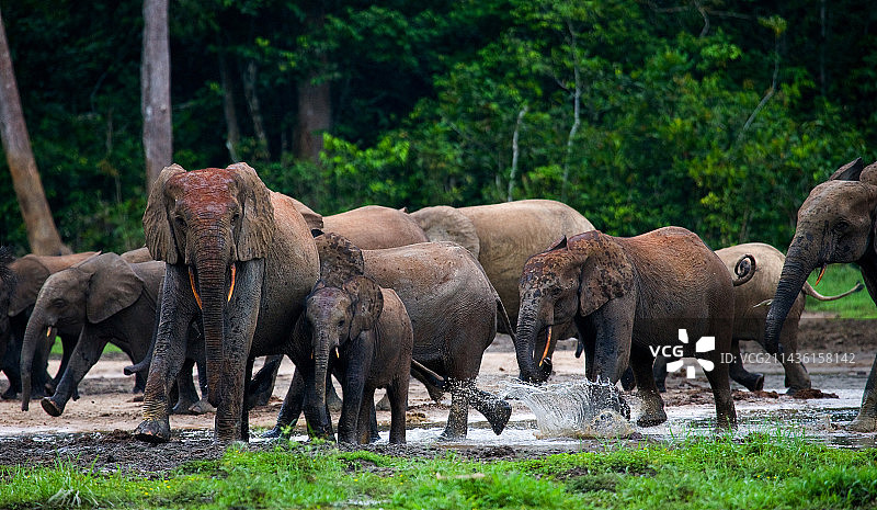 刚果共和国森林中的非洲森林象群图片素材
