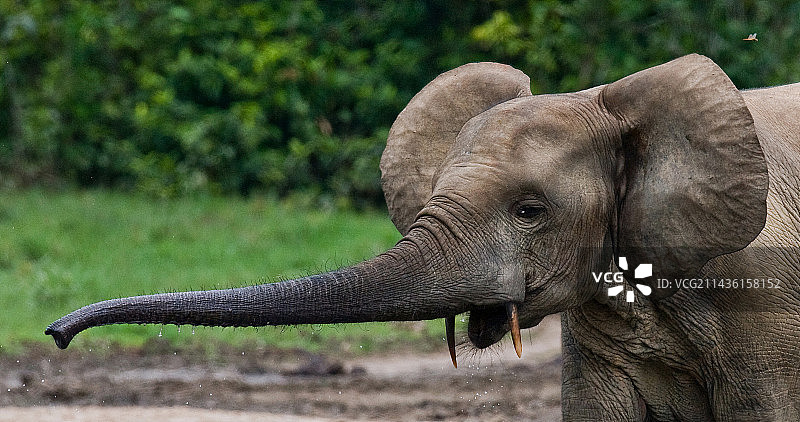 非洲森林象肖像，中非共和国，刚果共和国， Dzanga-Sangha特别保护区图片素材