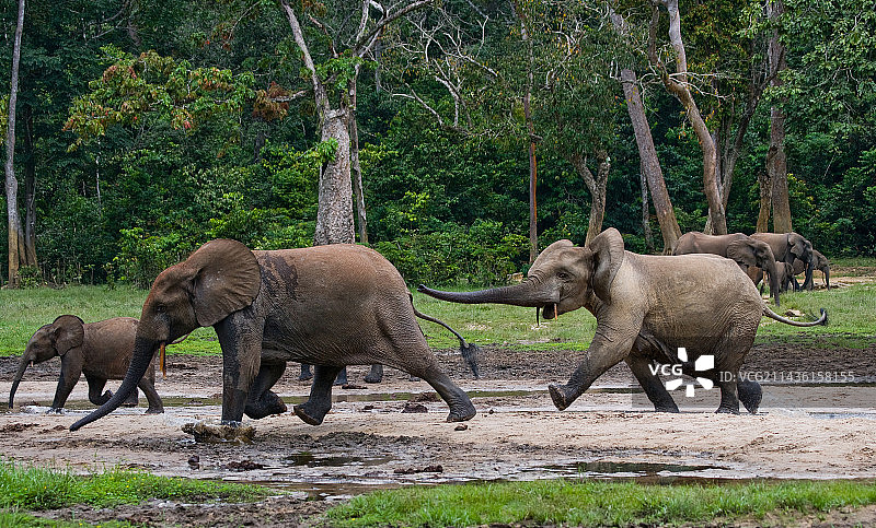 非洲森林象（非洲旋齿象）嬉戏，中非共和国，刚果共和国，扎anga-桑哈特别保护区图片素材