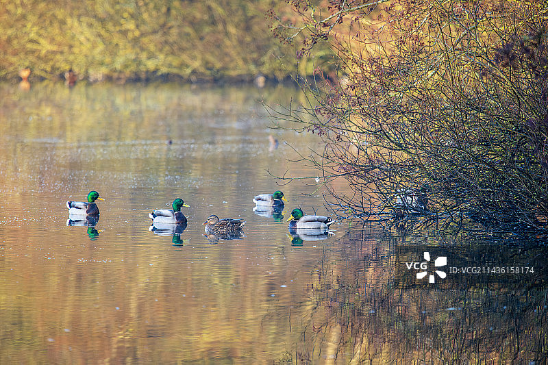 冬季池塘中的绿头鸭（绿头鸭），法国加来海峡图片素材