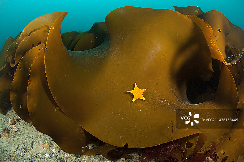 南极洲南极半岛上的海星图片素材