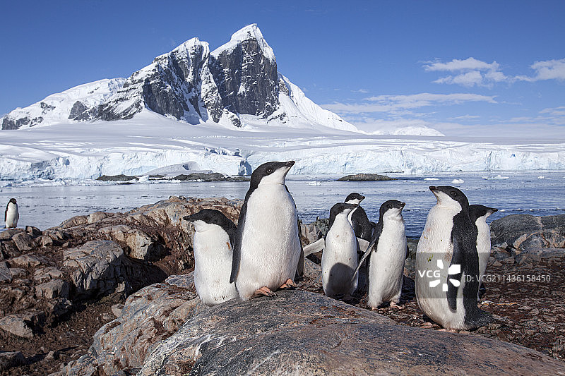 一群阿德利企鹅（脊索动物门）：南极洲沿海常见物种图片素材