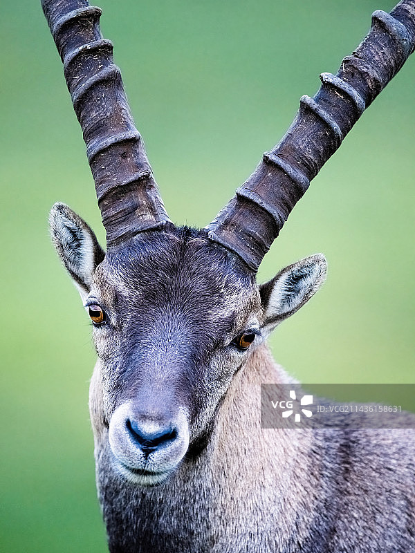 站在草地上的欧洲野山羊画像，斯洛伐克图片素材