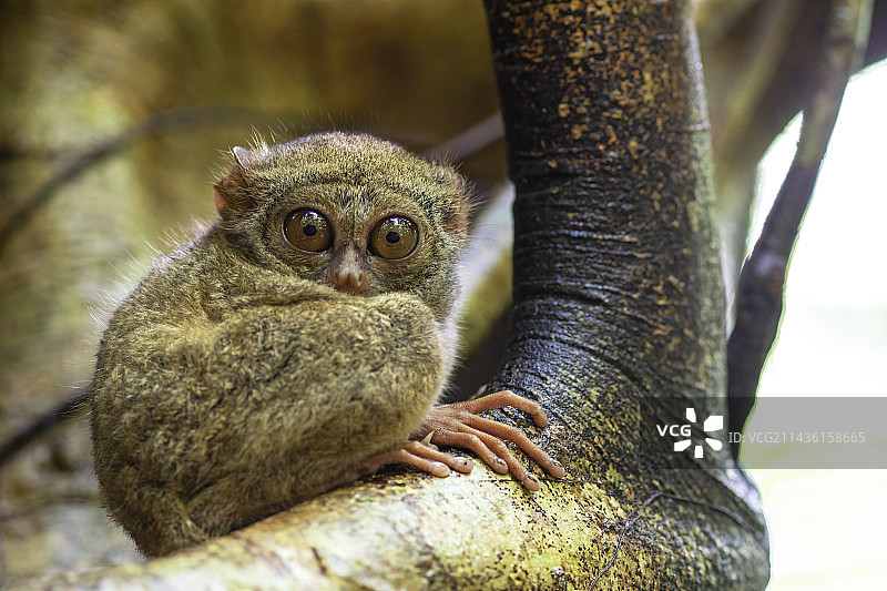 格斯基眼镜猴，印度尼西亚苏拉威西岛Tangkoko图片素材