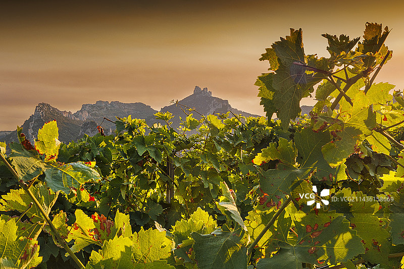 法国沃克吕兹蒙米拉伊山脉葡萄园日落图片素材