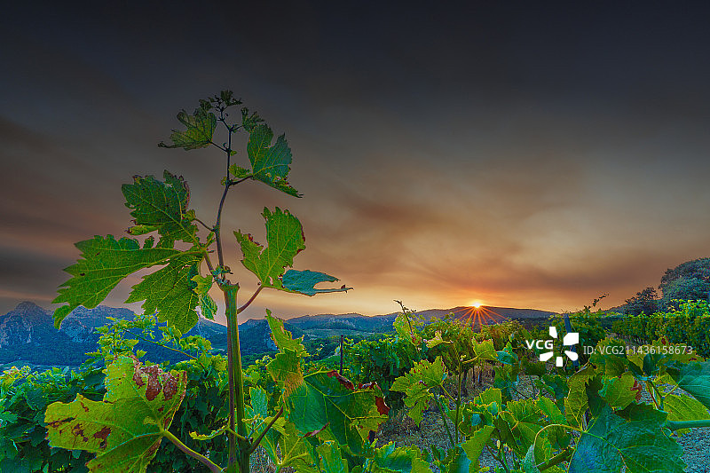 法国沃克吕兹蒙米拉伊山脉葡萄园日落图片素材