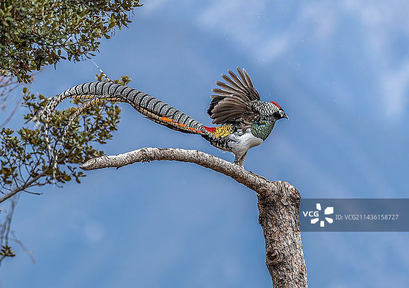 白腹锦鸡图片素材