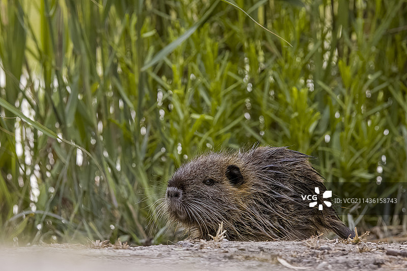 海狸鼠，法国卡马格图片素材