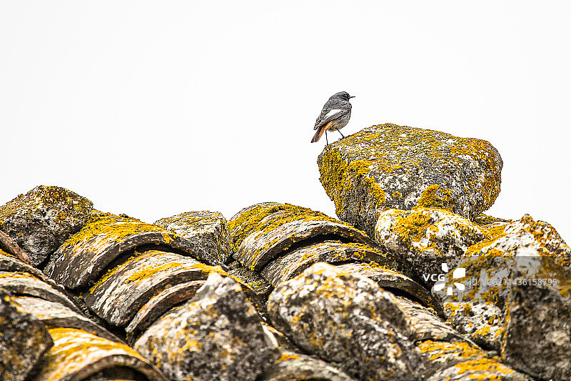 红尾鸲，在法国吕贝隆村庄的屋顶上图片素材