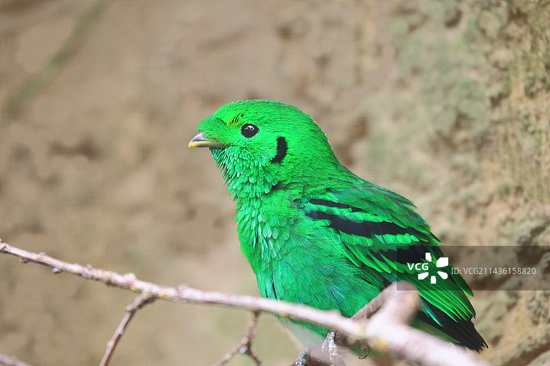 加里曼丹岛绿阔嘴鸟（雄性）图片素材