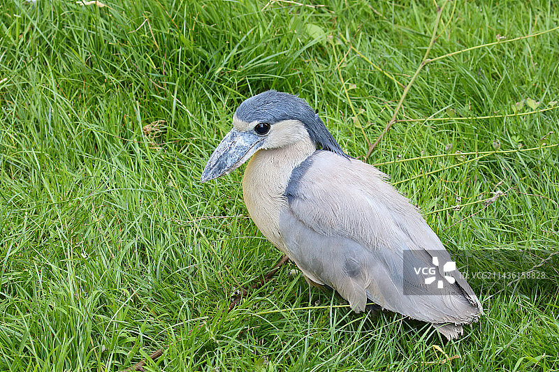 鹭（Cochlearius cochlearius）成年个体，在巴西沼泽中图片素材
