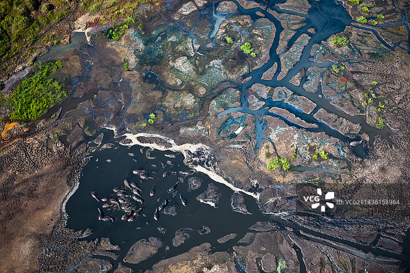 南非夸祖鲁-纳塔尔省，伊西芒加利索湿地公园（原圣卢西亚大湿地公园）的鸟瞰图，河马在水坑中嬉戏图片素材