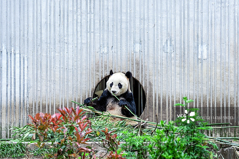 四川卧龙熊猫基地内的一只大熊猫正在吃竹子图片素材