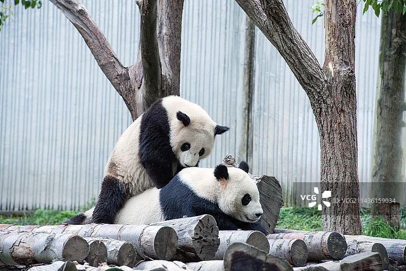 四川卧龙熊猫基地内的一对母子大熊猫嬉戏中图片素材