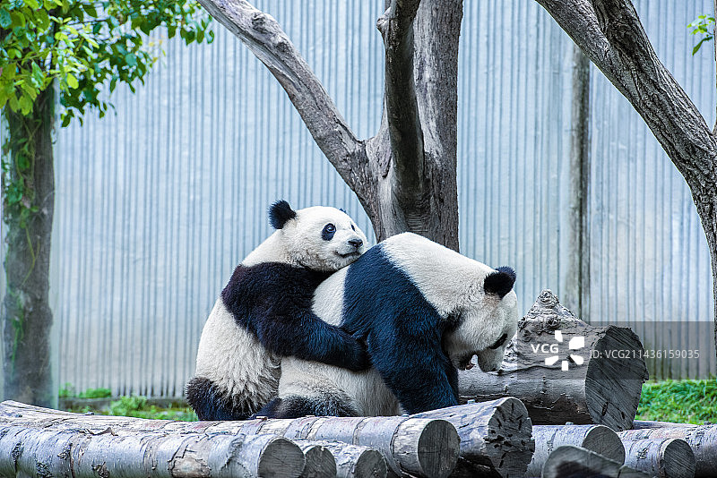 四川卧龙熊猫基地内的一对母子大熊猫熊抱照图片素材