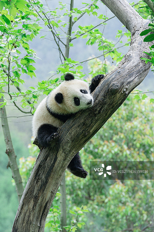 四川卧龙熊猫基地内一只超萌的未成年大熊猫趴树上睡觉图片素材