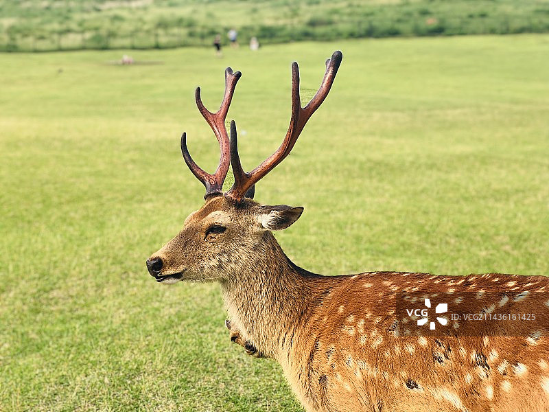 2019奈良鹿图片素材