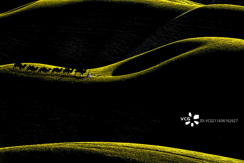 夕阳下少女驼队图片素材