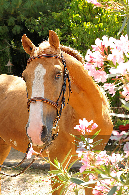 带笼头、衔铁和夹竹桃花的帕洛米诺马肖像图片素材