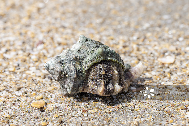 法国埃罗地中海海滩上的带纹骨螺图片素材