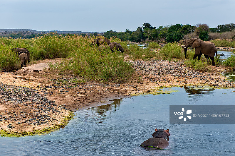 克鲁格国家公园奥利芬特河中的非洲象和河马图片素材