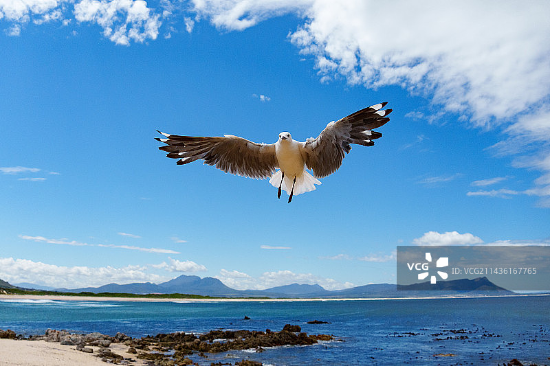 飞行中的哈特劳伯鸥（灰头鸥），南非西开普省图片素材