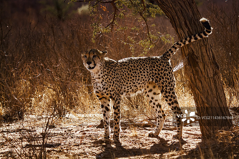 猎豹在卡拉哈迪跨国境公园标记领地图片素材
